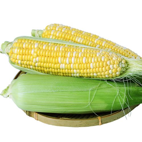 云南金银水果玉米新鲜玉米棒蔬菜苞谷谷米粘糯新鲜玉米
