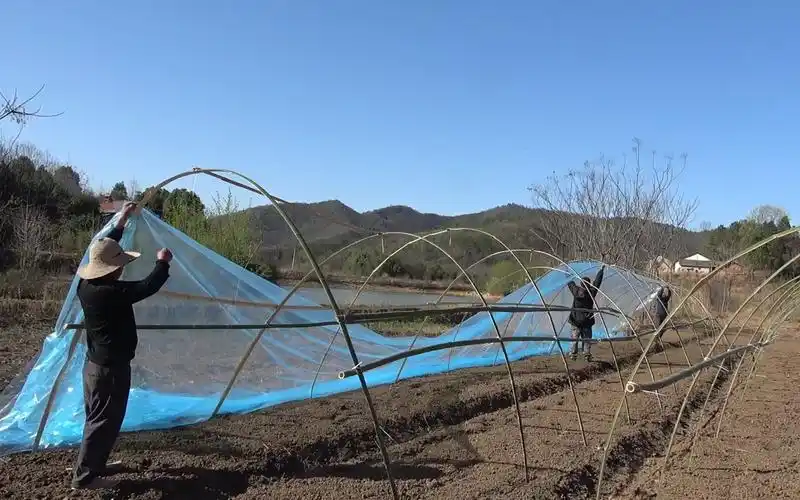 准备育南瓜苗了,为了省钱自己砍竹子建一个大棚,完工效果还不错
