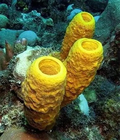 海绵宝宝里面的角色原型都是什么品种?