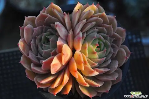 昂斯洛(z152) 多肉植物