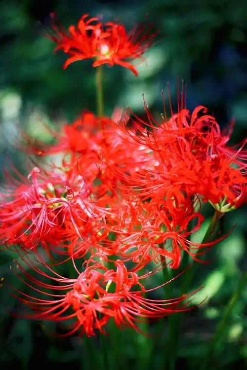 彼岸花～开一千年,落一千年,花叶永不相见
