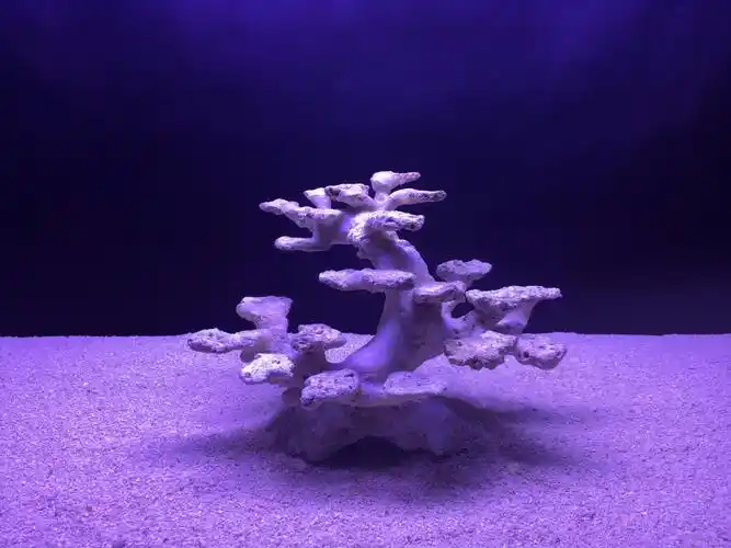 【海缸造景教程】------ 微缸造景案例