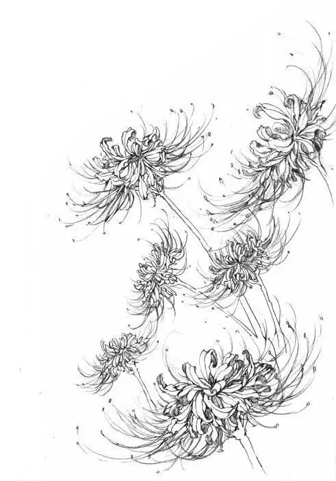 曼珠沙华简笔画黑白