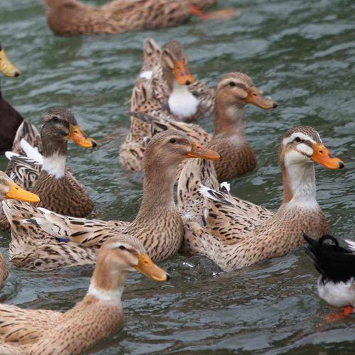 农村土鸭子整只麻鸭草鸭老鸭新鲜肉笨鸭21斤