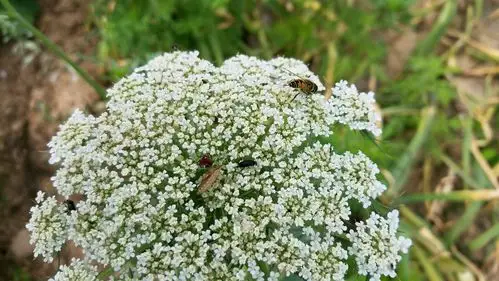 白萝卜花在招蜂引蝶…