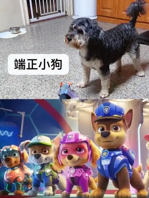 天呐,我的小狗可以成为汪汪队的一员吗?