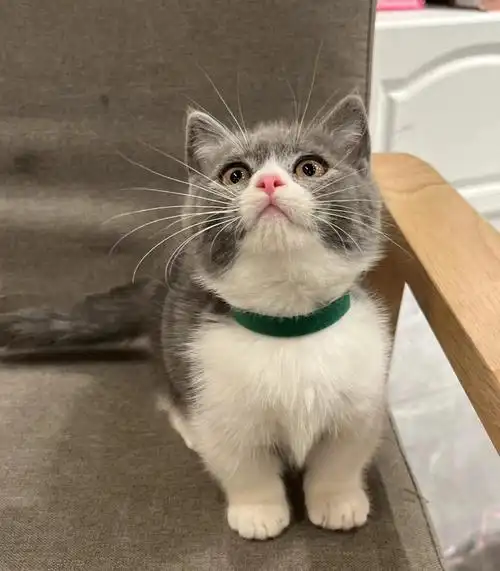 蓝白矮脚曼基康妹妹甜美可爱 贴地矮一针疫苗#蓝白曼基康矮脚猫  #曼