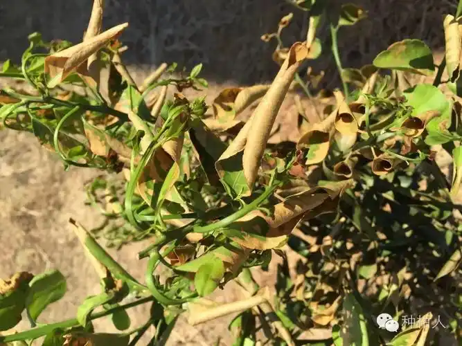 柑橘药害肥害,高清多图,慎入!