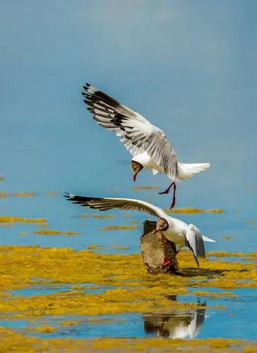 青海湖鸟岛湿地棕头鸥抢占制高点