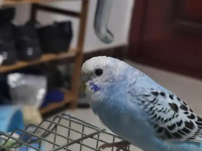 看鼻子我已经无法分辨#虎皮鹦鹉尾巴也都是尖尖的应该都没有戴帽吧