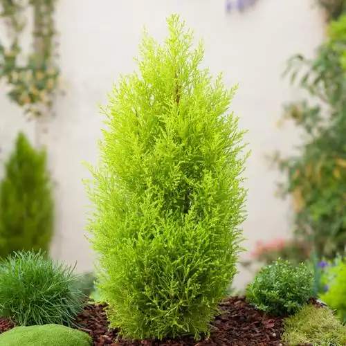 针叶树,男人的浪漫