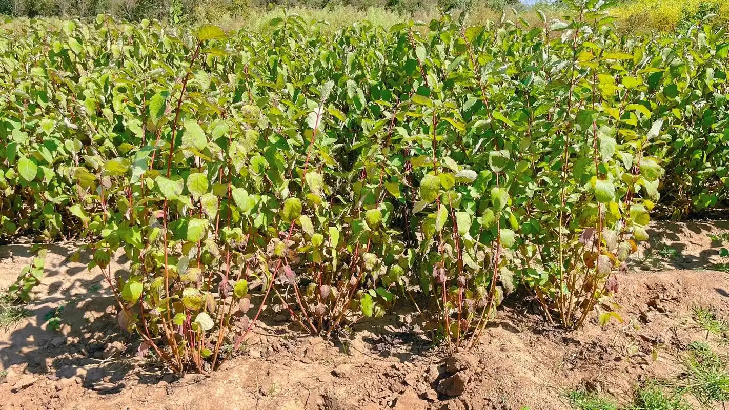 红瑞木,落叶灌木,绿叶,白花;枝条春夏绿色,秋季落叶后变红,可用于孤植