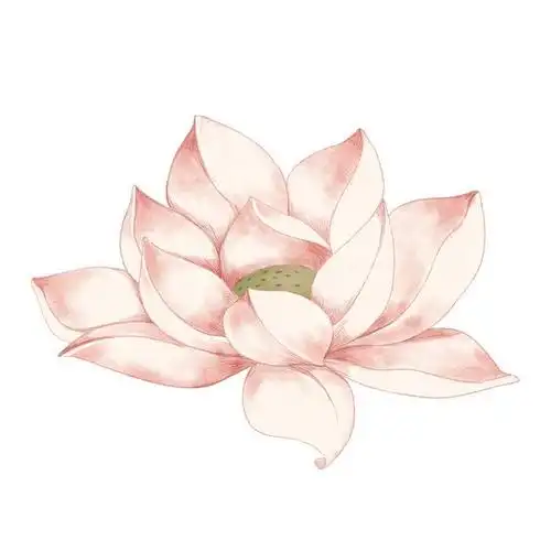 手绘风格粉色盛开的莲花荷花图片免抠素材