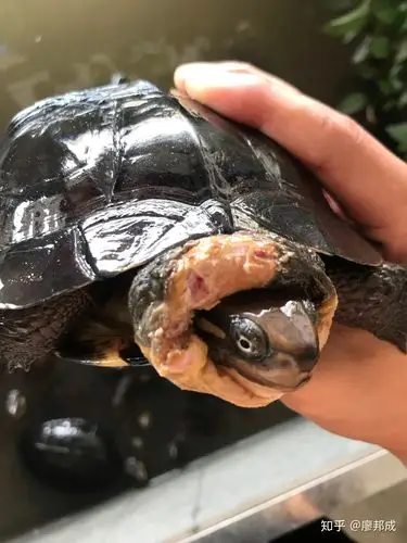 乌龟乌龟自来水养殖容易腐皮原因