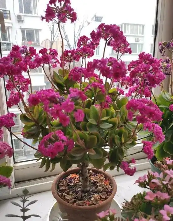 长寿花养成老桩,诀窍只有1个!照着做1年成老桩,开成大花球