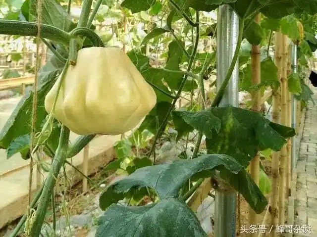 1300亩土地只长出了几个奇形怪状的瓜瓜儿