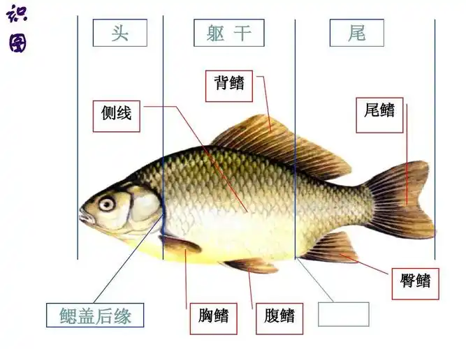 第二节_脊椎动物的主要类群ppt