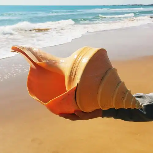 生态家居同款巨型海螺壳摆件天然超大工艺品特大饰品海螺号角可吹海螺