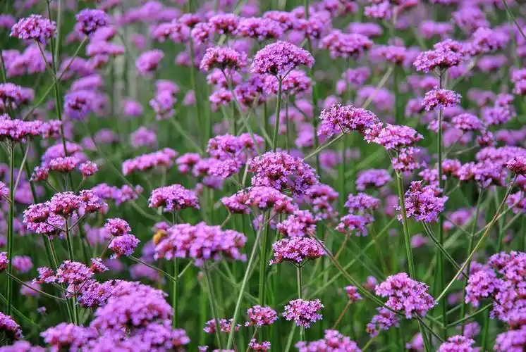 p>柳叶马鞭草(学名: i>verbena bonariensis /i> l)是马鞭草科,马鞭