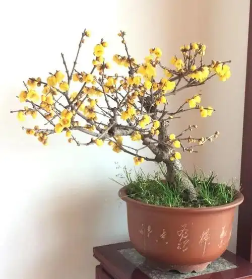 蜡梅盆景(腊梅盆景的养护 *** )-帝国百科