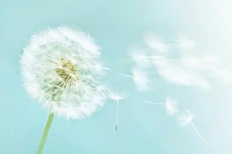 蓝色背景的飞舞的蒲公英