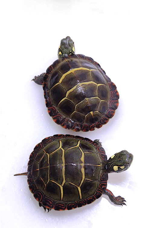 a30ky乌龟活物东锦龟宠物龟东部水龟活体深水龟南锦观赏龟冷水外塘