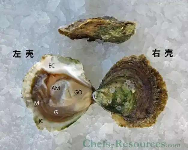 撬开右壳后,说出以下各解剖部位名称:u-壳顶,g-鳃,go-内脏团,am