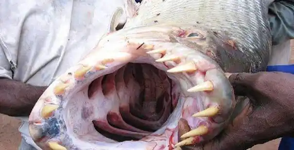 食人鱼竟然这样恐怖巨型食人鱼吃人仅1分钟