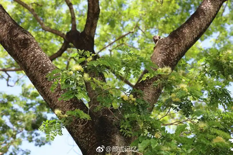 山槐树香港屯门河岸追鸟遇见好看拍了几张