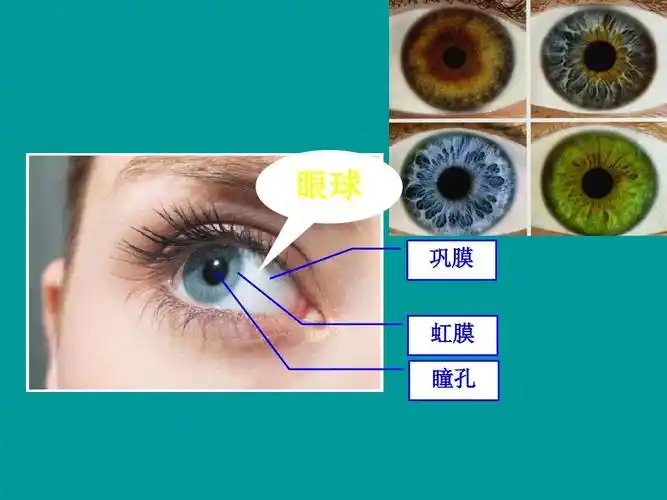 3神经调节的基本方式 课件(新人教版七年级下)ppt 眼球 巩膜 虹膜