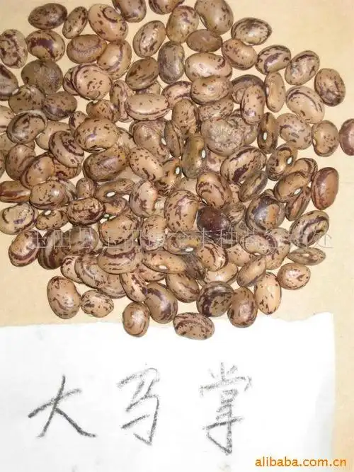 供应菜豆种子 蔬菜种子 豆角种子大马掌