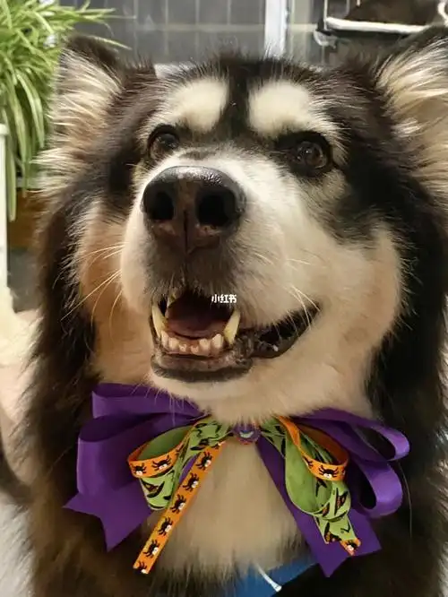 试试live图会动的小狗好可爱