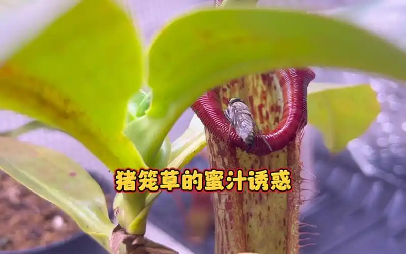 猪笼草吸引昆虫靠的就是色香味俱全