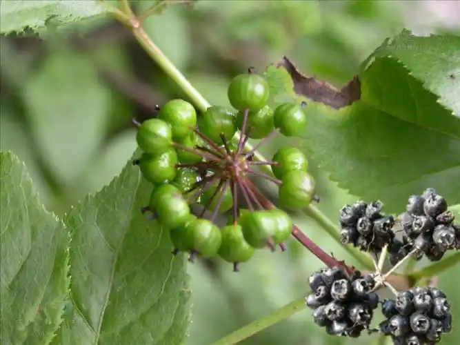 千金不换中药刺五加