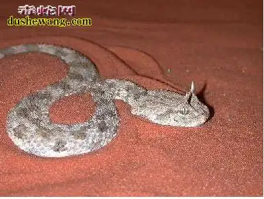 蛇冠子图片头上长冠子的蛇图片