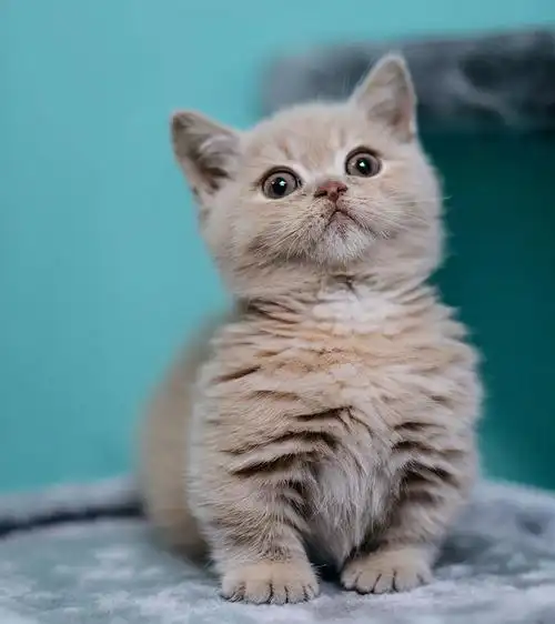 ①最温柔的猫咪——布偶猫,曼基康矮脚猫