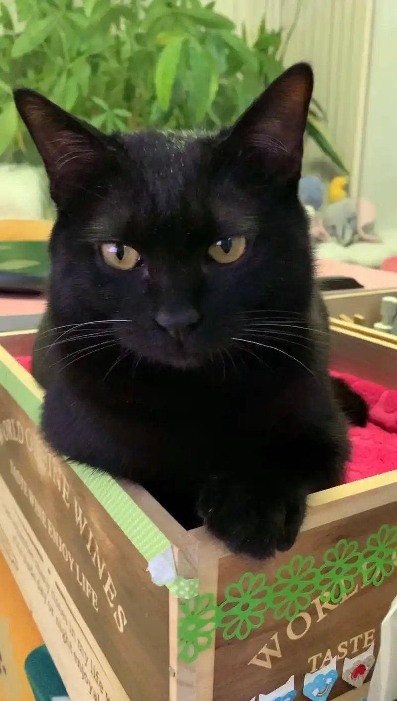 自己家的黑猫看够了,我想看看你们家的黑猫#黑猫 #玄猫 #天 - 抖音