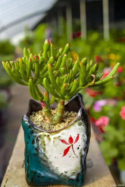 姬珊瑚的养殖方法和注意事项