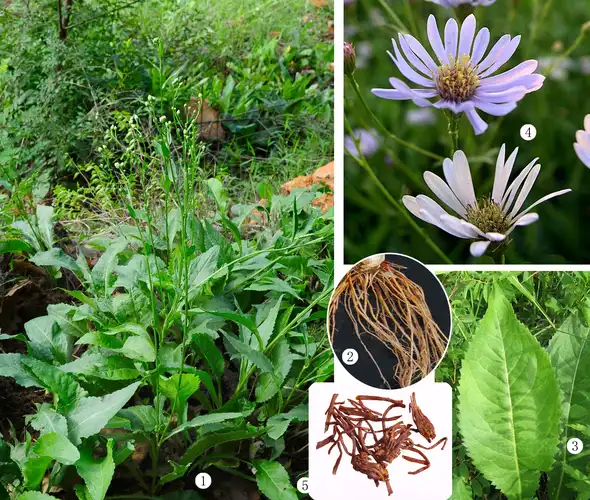 天津中药植物园