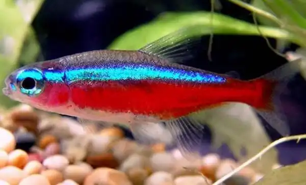 十大常见热带鱼品种大全 热带鱼有哪些品种