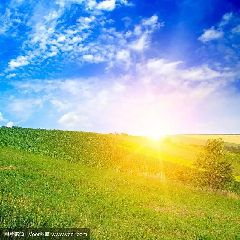 绿色的玉米地和明亮的日出映衬着蓝色的天空.农业景观.