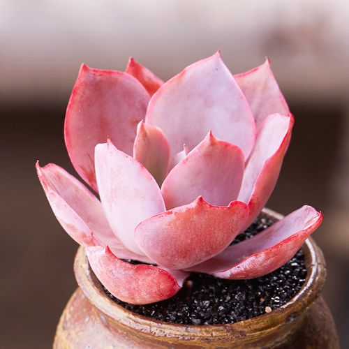 美诺花园晚霞多肉植物阳台办公室小萌物肉肉植物高品质颜色正