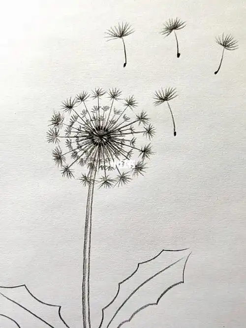 蒲公英的画法就是:简单的事情重复做#简笔画