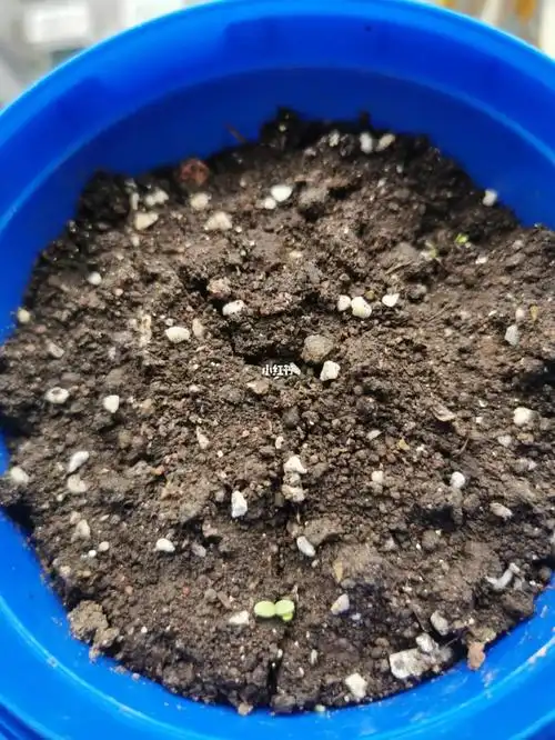 我种的生菜发芽了