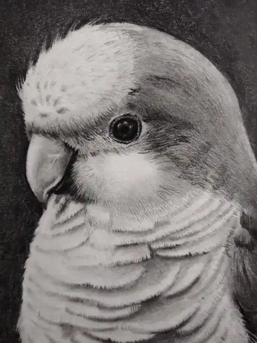 看我可爱的小鹦鹉(临摹)