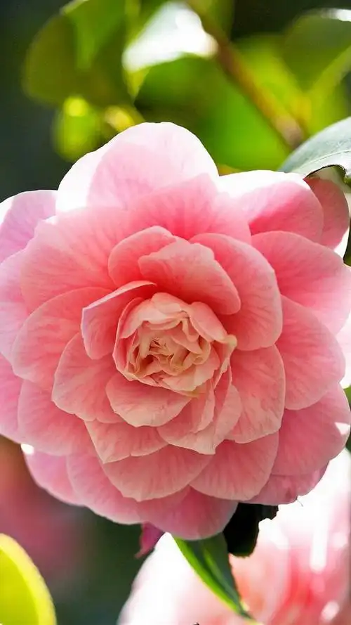 更新时间:2017-10-25 颜色分 黑色 关键词:  山茶花 清新花卉 唯美