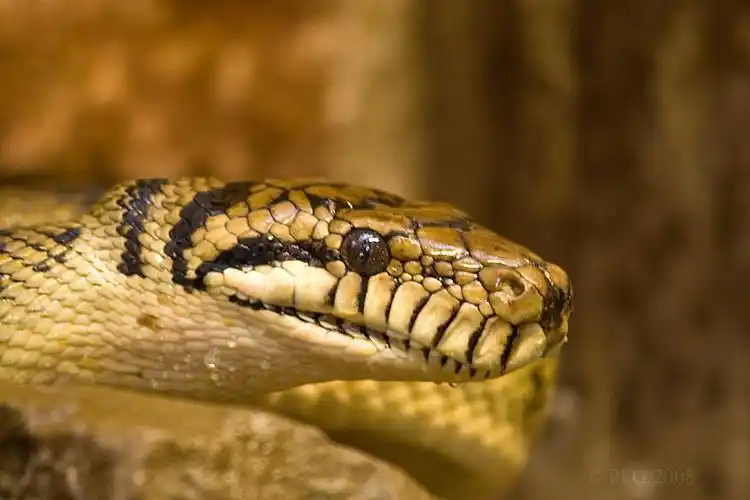 p>紫晶蟒是澳洲最大的蛇类.