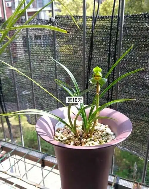 浙江舟山早年下山的一颗春兰圆荷瓣,现在成为传世极品