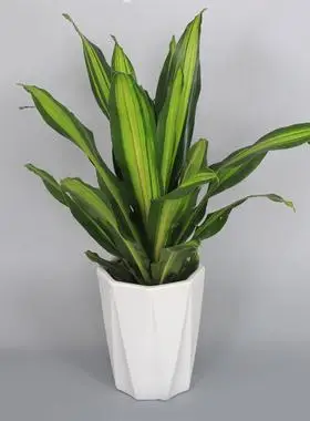 也门金边巴西铁盆栽防辐射吸甲醛