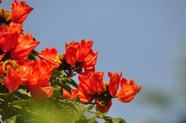 火焰树[原创首发]